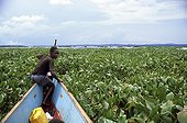 Jacinthes d'eau colonisant le lac Victoria Ouganda