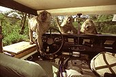 Babouins cherchant de la nourriture dans la voiture au Kenya
