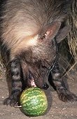 Hyène brune mangeant une pastèque Désert du Kalahari RSA