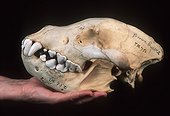 Crâne d'une Hyène brune . Longues dents pour broyer os & chair