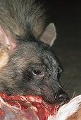 Hyène brune mangeant la carcasse d'un Springbok Namibie