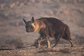 Hyène brune Côte Ouest Namibie