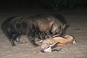 Hyènes brunes mangeant un Springbok Namibie