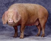 Porc blanc de l'Ouest Studio 