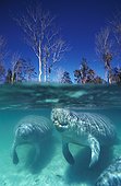 Manatee Crystal River Florida USA