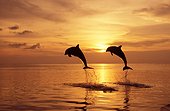 Bottlenose dolphins jumping Roatan Honduras