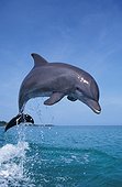 Bottlenose dolphin jumping Roatan Honduras