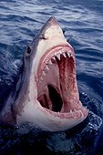 Great White Shark's head out of water South Africa