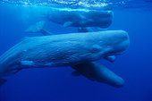 Pod of sperm whales Azores Portugal