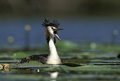 Giant Crested Grebe squawking France