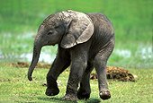 African elephant calf learning to walk Kenya