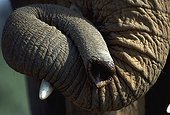Eléphant d'Afrique Gros plan de la trompe Kenya