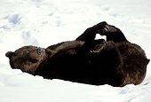 Brown bear lying in snow