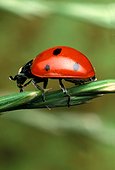 Sevenspotted lady beetle on grass France