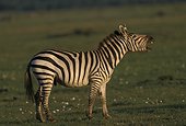 Grant's Zebra whinnying Kenya