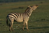 Grant's Zebra whinnying Kenya