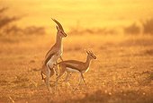 Accouplement de gazelles de Thomson Kenya