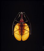 Violin Beetle ; Collection of the National Museum of Natural History, Paris<br>Origin: Sumatra
