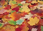 Italian Maple leaf in autumn