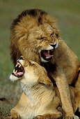 Accouplement de lions Kenya ; Accouplement/ MASAI MARA/KENYA