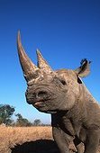 Black rhinoceros Africa