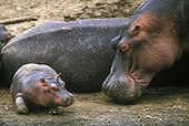  Hippopotames Femelle et jeune Kenya