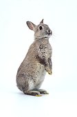 European dwarf rabbit standing Studio