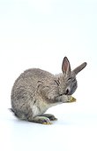European dwarf rabbit Studio