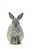 European dwarf rabbit Studio