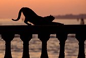 Alley cat stretching on a bridge Venice Italy