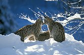 Couple de Lynx boréal dans la neige