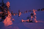 Sapins enneigés au crépuscule Riisitunturi Finlande ; Mois de Mars