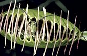 Grasshopper caught in Venus flytrap USA