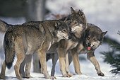 Meute de loups d'Europe dans la neige Europe
