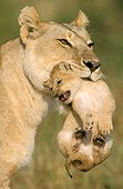 Lionne portant son jeune dans la gueule Afrique