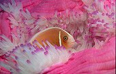 Pink anemonefish Queensland