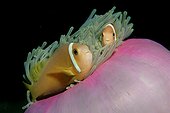 Maldive anemonefish