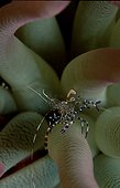 Shrimp in sea anemone Bahamas