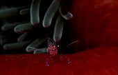 Shrimp in sea anemone Loloata