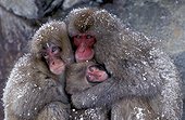 Macaques du Japon se réchauffant PN Kogen Japon