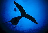 Humpback whale Austral Islands