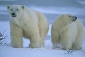 Female polar bear and cub ; Churchill Bay