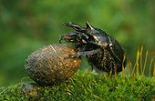 Minotaur Beetle rolling its ball of excrement Alsace France