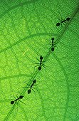 Weaver ants on leaf