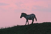 Burchell's Zebra at dusk. Kenya