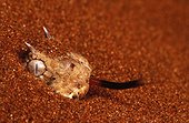 Horned Adder. South Africa