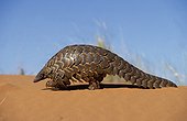 Capeb Pangolin going in Kalahari Gemsbok NP South Africa