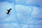 Manchot d'Adélie sur un iceberg, Ile Paulet, Antarctique