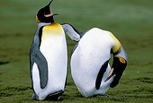 King penguins. South Georgia