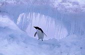 Adélie penguin on the ice. Antarctic Peninsula